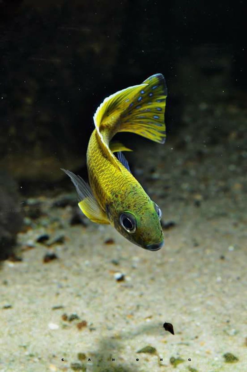 Aulonocara baenschi 'Nkhomo Reef'